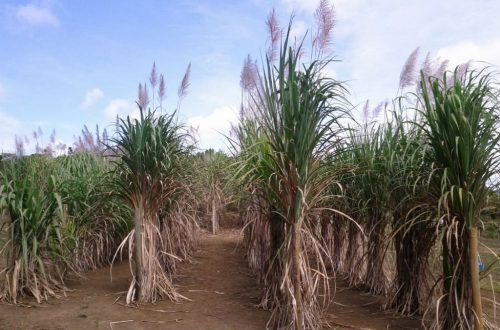 CBMEG Unicamp na Agencia FAPESP - 2019 - materia plantas polipoides