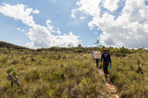 pesquisadores caminhando nos campos rupestres